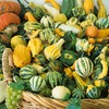 Harvest Wings F1 Hybrid Gourd Seeds - 4 Oz ~3400
