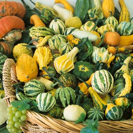 Harvest Wings F1 Hybrid Gourd Seeds - 4 Oz ~3400 Seeds - Non-GMO, F1 Hybrid - Vegetable Garden - Cucurbita Pepo
