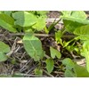 Taro 3 Live Plant Bare Root Bac Ha Doc Mung Thai Elephant Ear Vietnamese Taro Plant