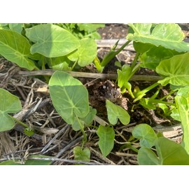 Taro 3 Live Plant Bare Root Bac Ha Doc Mung Thai Elephant Ear Vietnamese Taro Plant