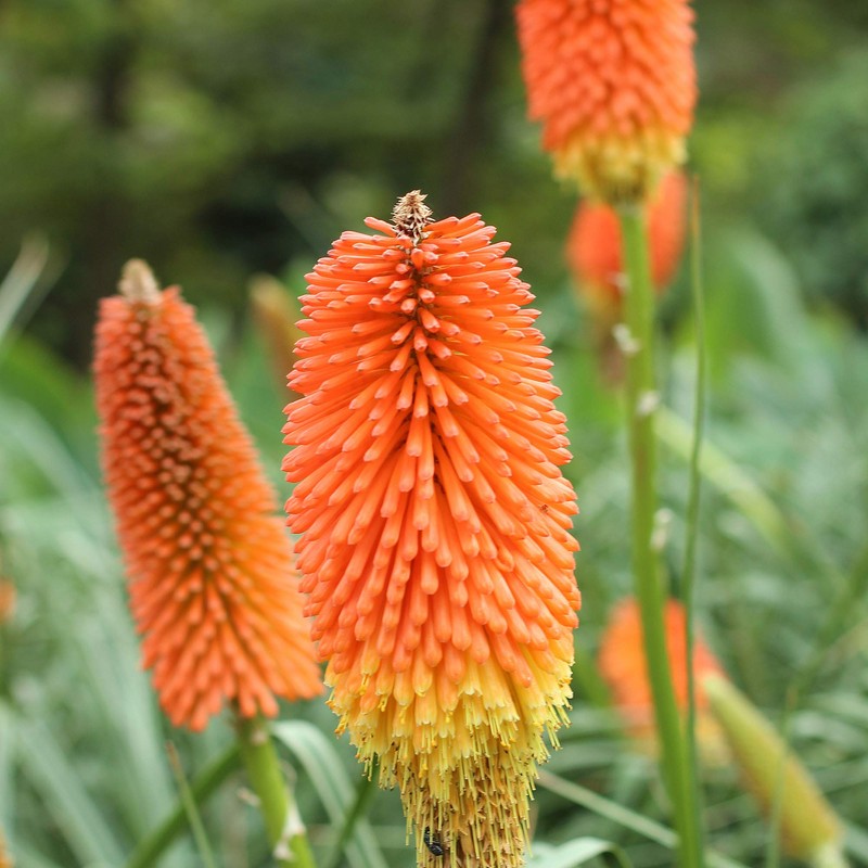 Outsidepride Kniphofia Uvaria Red Hot Poker Garden Flower Plants -