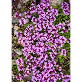 200PCS Lemom Thyme Thymus Pulegioides Flower Seeds Garden Home Heirloom