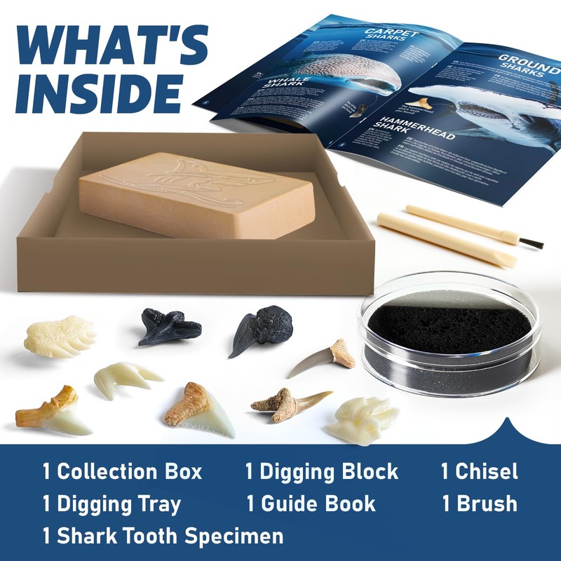 Eggbox Shark Tooth Digging Kit for 6-12 Years Old Kids