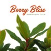 3 Live Strawberry Tree Plants (Arbutus Unedo) – Sweet Resilient
