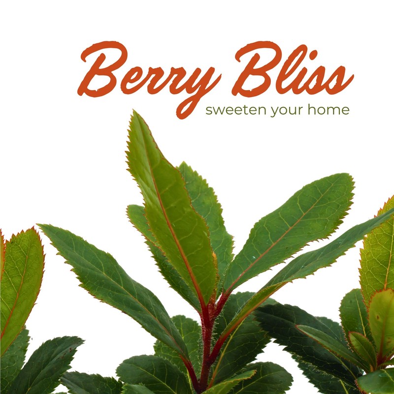 3 Live Strawberry Tree Plants (Arbutus Unedo) – Sweet Resilient