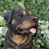 Vivid Arts - Rottweiler - XRL-ROTT-D