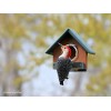 AmishToyBox.com Amish-Made Peanut Butter Bird Feeder, Eco-Friendly Poly Lumber, Fits