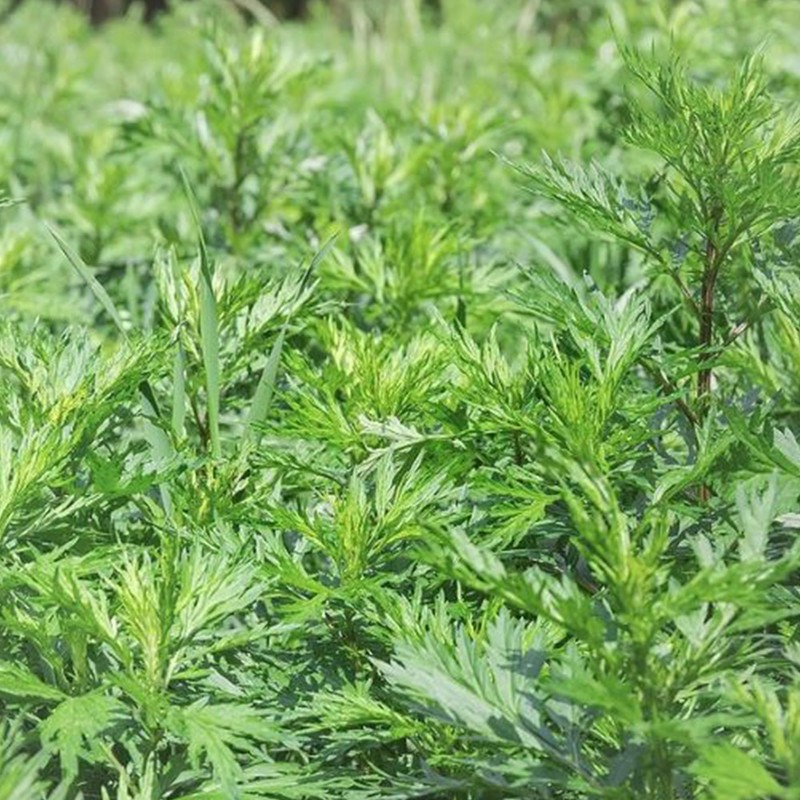 Jovvily Mugwort Leaf Cut and Sifted - 4 oz -