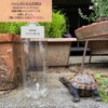 S.T.S.G Turtle Sculpture Garden Figurine, Yard Gardening Garden Object Interior