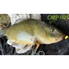 searigs Carp Hut Pop-Up Sweetcorn Bait, 12mm x 8mm, Yellow,