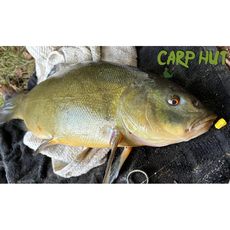 searigs Carp Hut Pop-Up Sweetcorn Bait, 12mm x 8mm, Yellow,