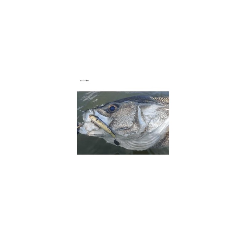Marugine UK Spin 22 UKSP22 #63DCL Doclear