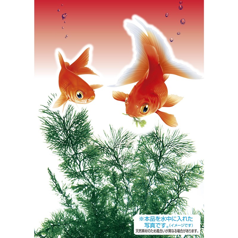 GEX Goldfish Vitality Goldfish Scenery Natural Snack Grass