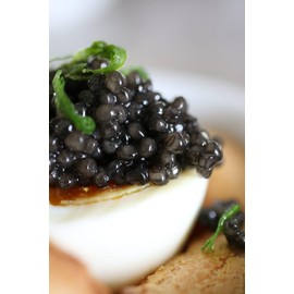 Caviar Star Premium American Paddlefish Caviar - Wild-Caught Spoonbill Malossol Roe - Fresh, Domestic Gourmet Delicacy - Culinary Experience - 2 Ounce