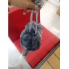 Jextech Peluche Cenicienta Lucifer Gato Muñeco Bolso Bandolera 20cm