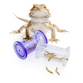 MinrzPet 2 Pack Bearded Dragon Enrichment Toys, Reptile Feeding Accessories, Transparent Plastic Rolling Interactive Feeding Toy for Leopard Gecko, Crested Gecko, and Other Small Reptile