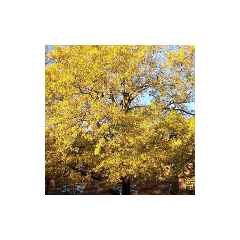 Generic Willow Oak, Deciduous, Shade Tree, Fast-Growing, Acorn Bearing, 1