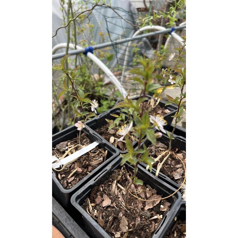 Live Tree Bush cherry Joel (Prunus japonica x Prunus jacquemontii)