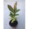 Unbranded White Guava Live Starter Tree - 6-10in Tall -