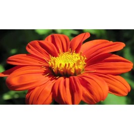 50+ MEXICAN TORCH SUNFLOWER SEEDS - Bees Butterflies Hummingbirds ------- FRESH