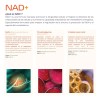 NAD+ 200 capsulas (1300mg por porcion) con Trimethylglycine y Acido