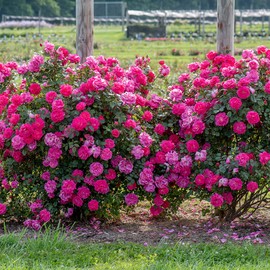 Heirloom Roses Rose Plant - Highwire Flyer™ Pink Rose Bush, Climbing Roses Live Plant for Planting Outdoors