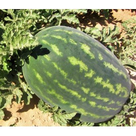 Southeast Seeds Crimson Sweet Watermelon Seeds, NON-GMO, Heirloom, Variety Sizes, FREE SHIP - 100 Seeds or 1/8 OZ