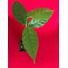 9waters TRINITARIO Theobroma Cacao Cocoa Chocolate Fruit Tree Potted Plant