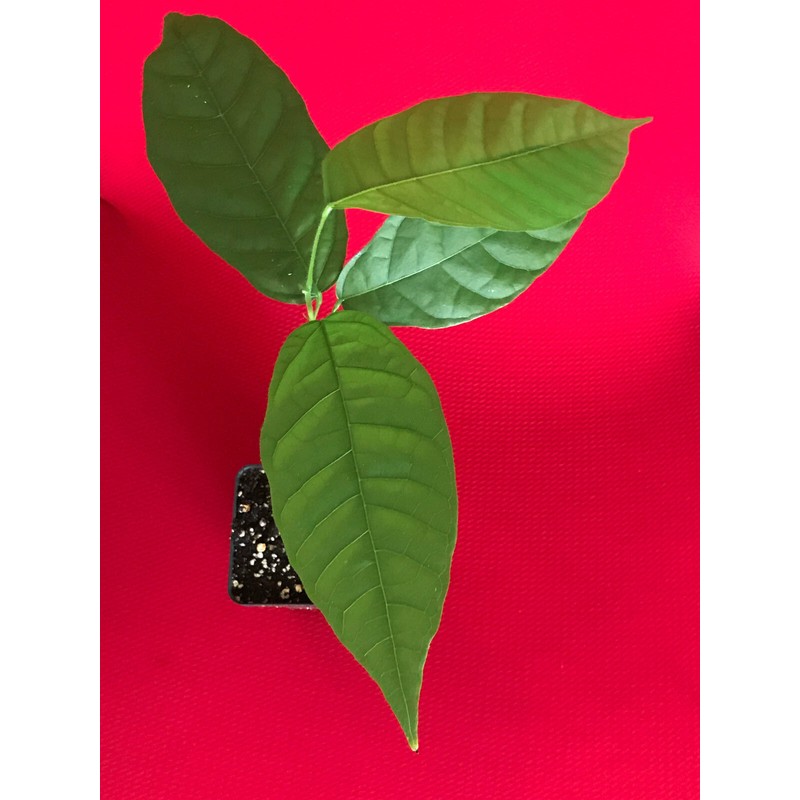 9waters TRINITARIO Theobroma Cacao Cocoa Chocolate Fruit Tree Potted Plant