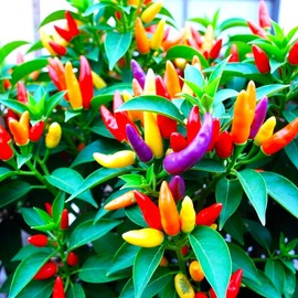 Seeds Multicolor Decorative Hot Pepper Masquerade Multicolor Seed Mix 30+ Seeds to Grow Hot Chili Pepper Blend