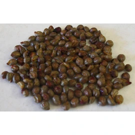 Native Possum Grape - Vitis cinerea - 10 Seeds (Organically Grown)