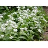 100+ ORGANIC Seeds of Ramsons Broad-Leaved Wild Garlic -- NON-GMO