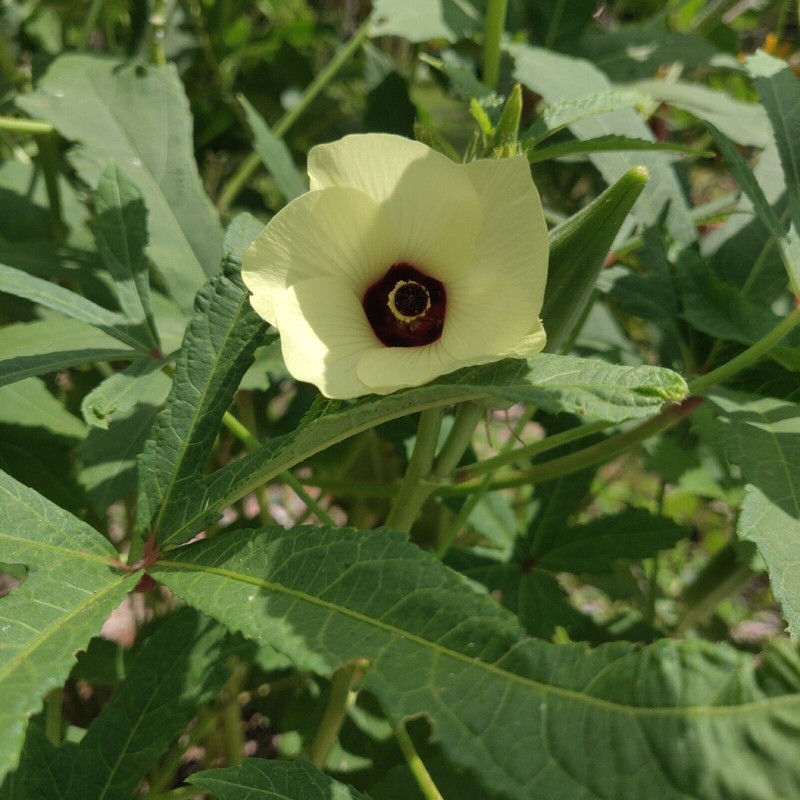 Fresh Clemson Spineless Okra Seeds | NON-GMO | Heirloom |