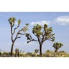 Yucca Brevifolia Joshua Tree Seeds, 10 Seeds Pack by Seeds2Go