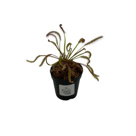 Cape Sundew 'Dark Maroon' (Drosera Capensis) Carnivorous Plant
