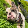 Voyager Adjustable Dog Harness with Reflective Stripes by Best Pet