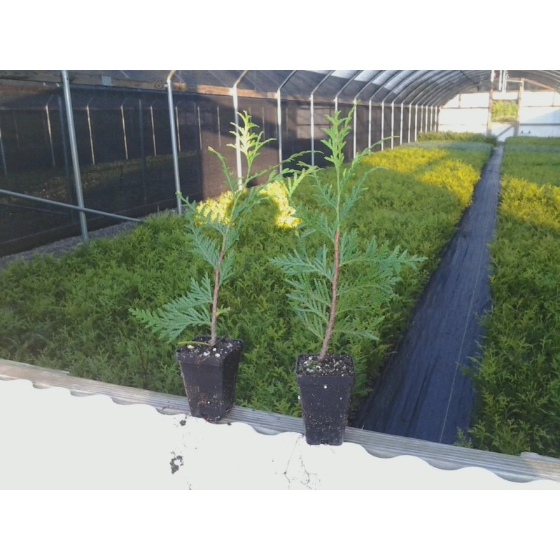 Unbranded 25 Green Giant trees 2.5" pot Arborvitae Thuja plicata