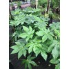 Evergreen Fatsia (Fatsia Japonica)