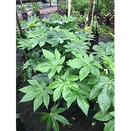 Evergreen Fatsia (Fatsia Japonica)