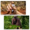 #sbabam Legend of Animals Fire vs Ice, Animali Allungabili, Funny