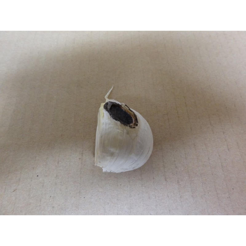 Garlic, 17.6 oz (500 g), Rose Garlic from Aomori Prefecture