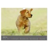 Chesley Kleiner Hund grosse Abenteuer (Wandkalender 2026 DIN A4 quer),