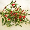 Thai Hot Pepper - 25 Seeds