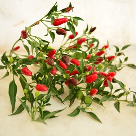Thai Hot Pepper - 25 Seeds