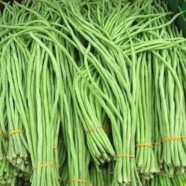 American Seed 30+Yard Long Bean Seeds | Đậu đủa | Organic | NON-GMO 2025