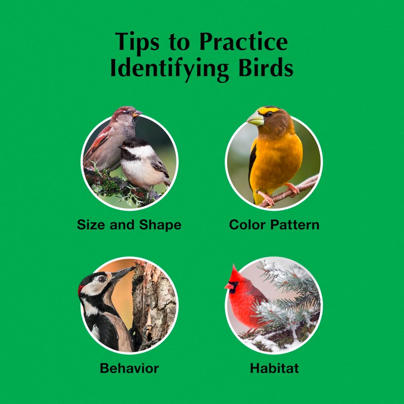 C&S Wild Bird Bluebird Suet Nuggets Mega Box, 8 Pounds