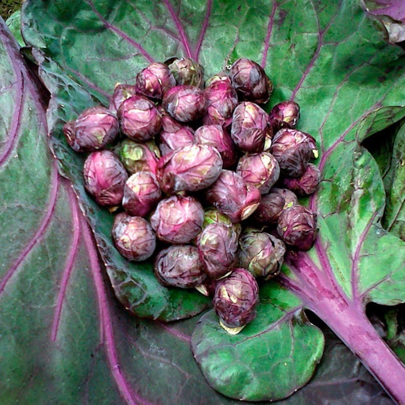 22Day Seeds: Seeds Purple Brussels Sprouts/Cabbage/Non GMO/Heirloom