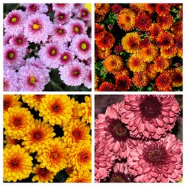 400+ Mixed Color Chrysanthemum Seeds Hardy Garden Flower Seeds - Rare Ground Cover Plant Landscape for Garden Outdoor
