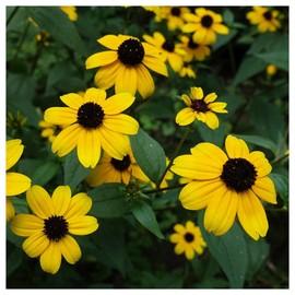 Everwilde Farms - 1 Oz Brown-Eyed Susan Native Wildflower Seeds - Gold Vault