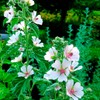 Marshmallow Plant Althaea Officinalis Seeds for Planting 100+ Seeds